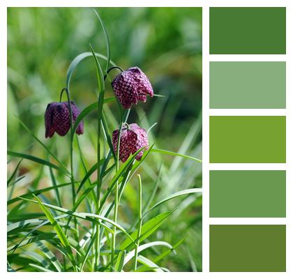 Garden Fritillary Guinea Fowl Flower Image